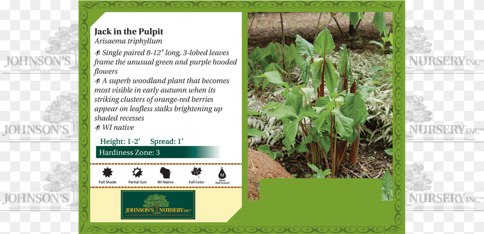 Arisaema Triphyllum Jack In The Pulpit Wisconsin Benchcard Plantation, Advertisement, Soil, Plant, Herbs Free Png Download