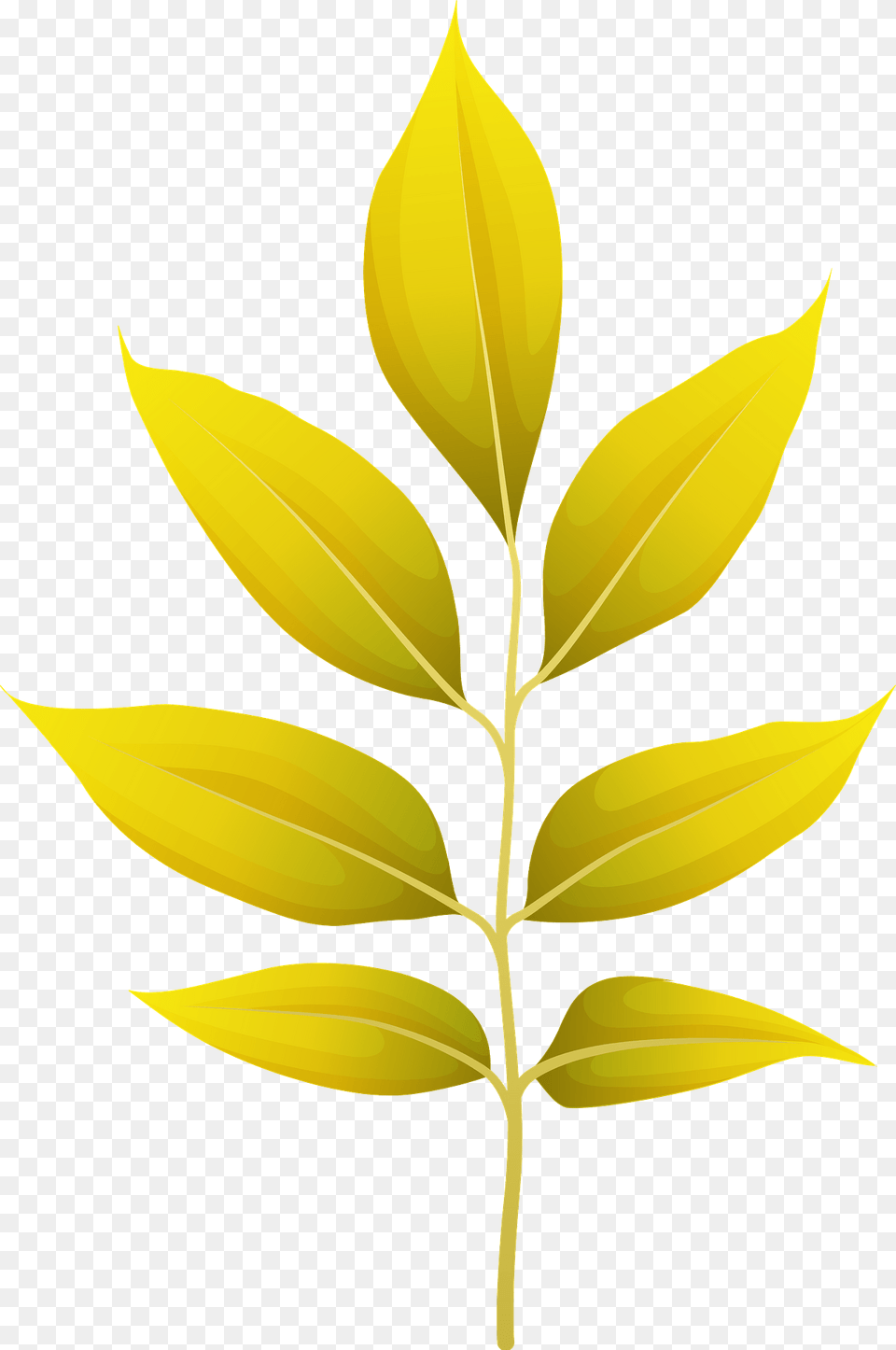 Arizona Ash Autumn Leaf Clipart, Plant, Tree, Herbal, Herbs Png Image