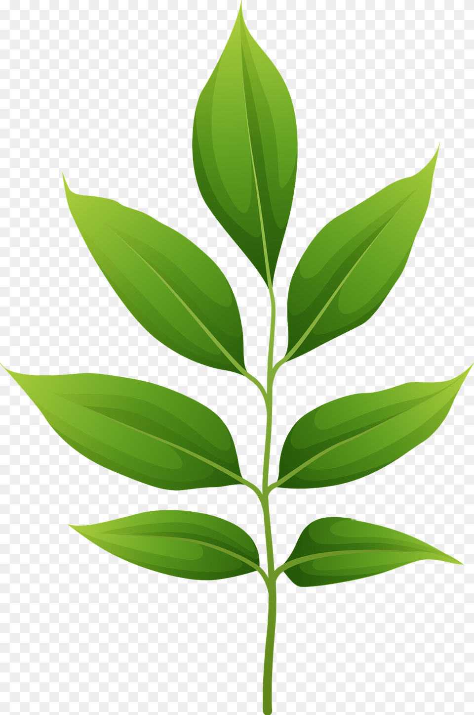 Arizona Ash Spring Leaf Clipart, Green, Plant, Herbal, Herbs Free Png Download
