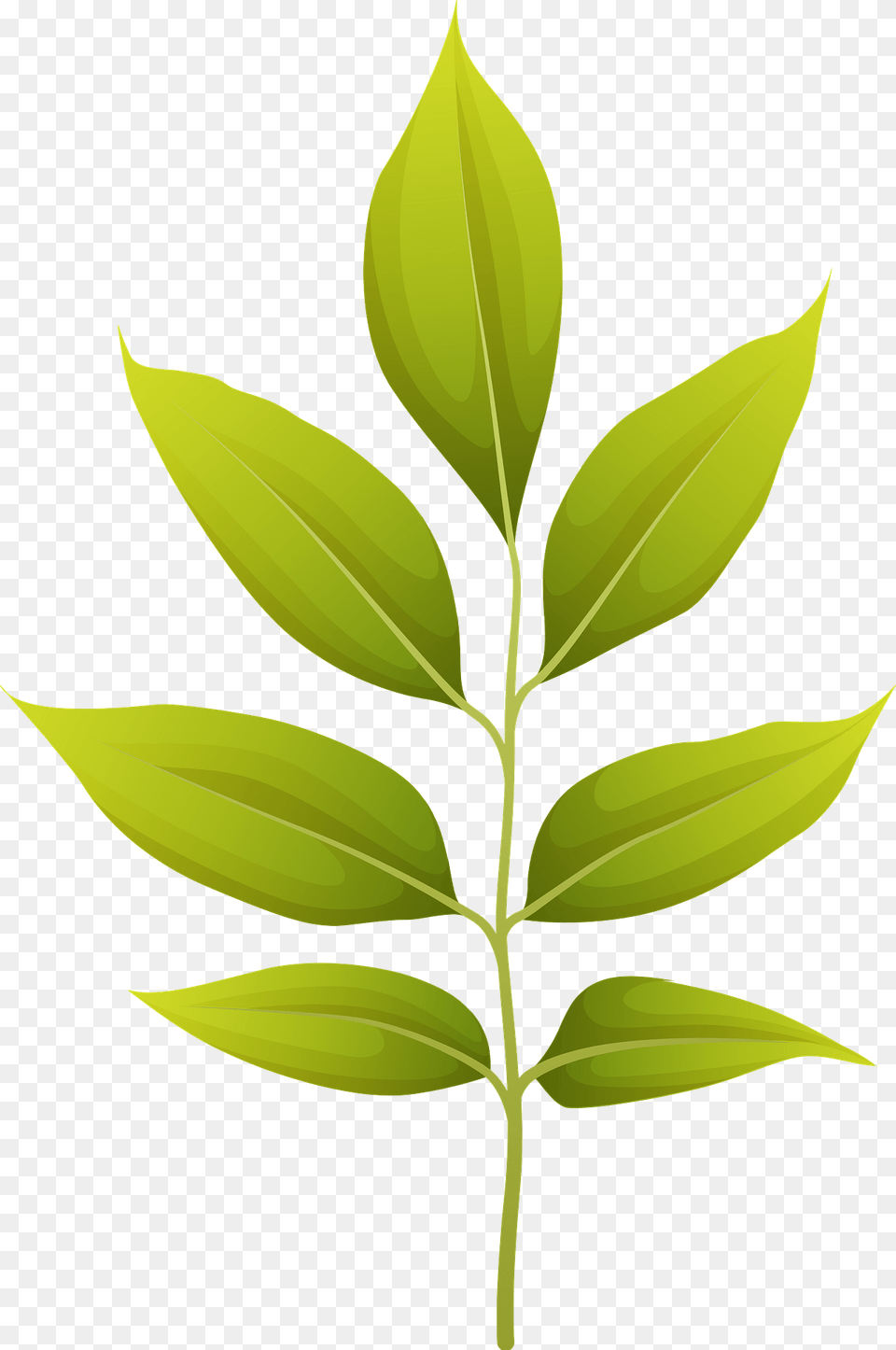 Arizona Ash Summer Leaf Clipart, Plant, Herbal, Herbs, Tree Free Png Download
