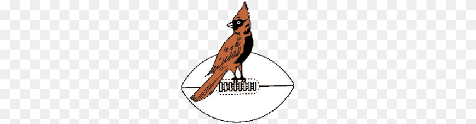 Arizona Cardinals Primary Logo Sports Logo History, Animal, Bird, Jay, Fish Png Image