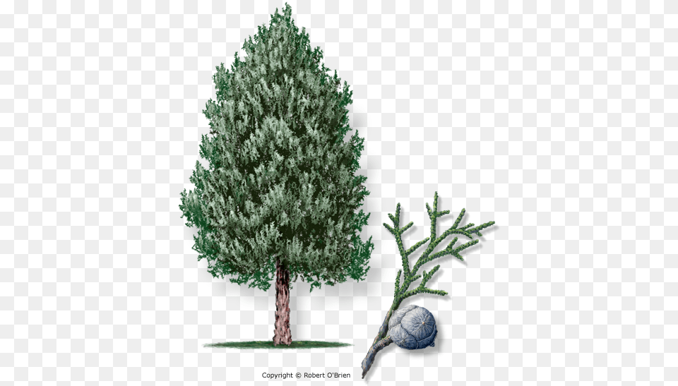 Arizona Cypress Tree, Conifer, Fir, Pine, Plant Free Png Download