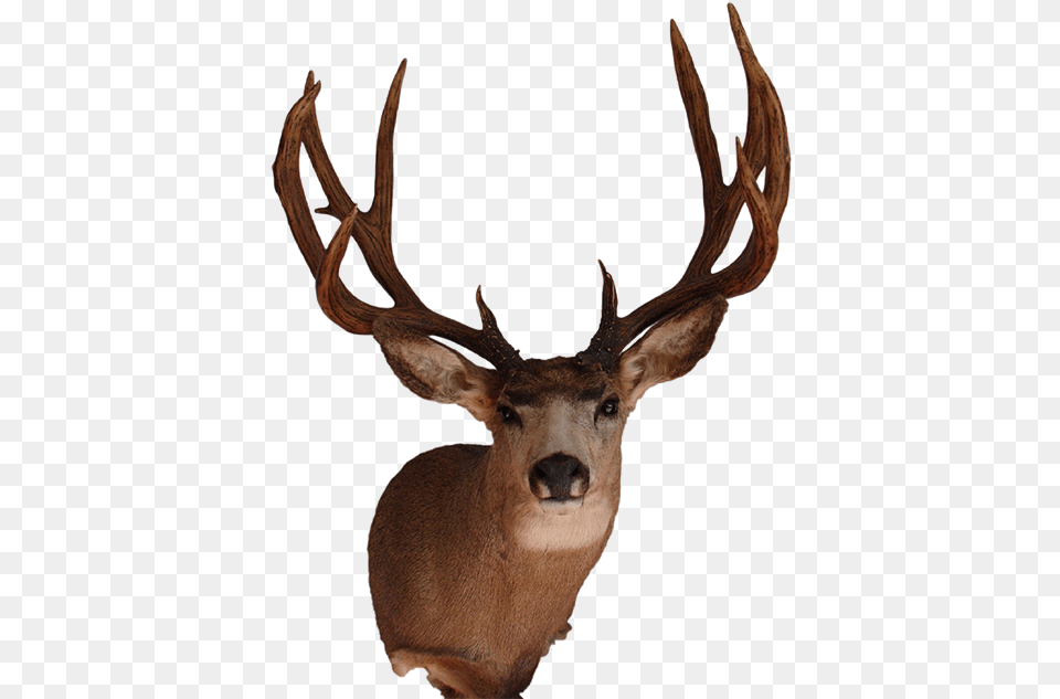 Arizona Wildlife Creations Real Deer Head, Animal, Antelope, Antler, Mammal Free Transparent Png