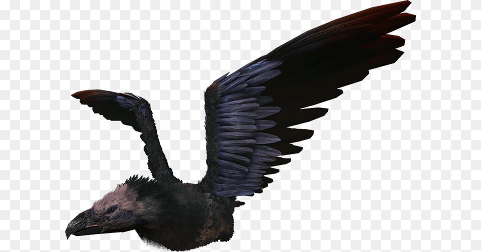 Ark Argentavis Transparent, Animal, Bird, Vulture, Blackbird Png