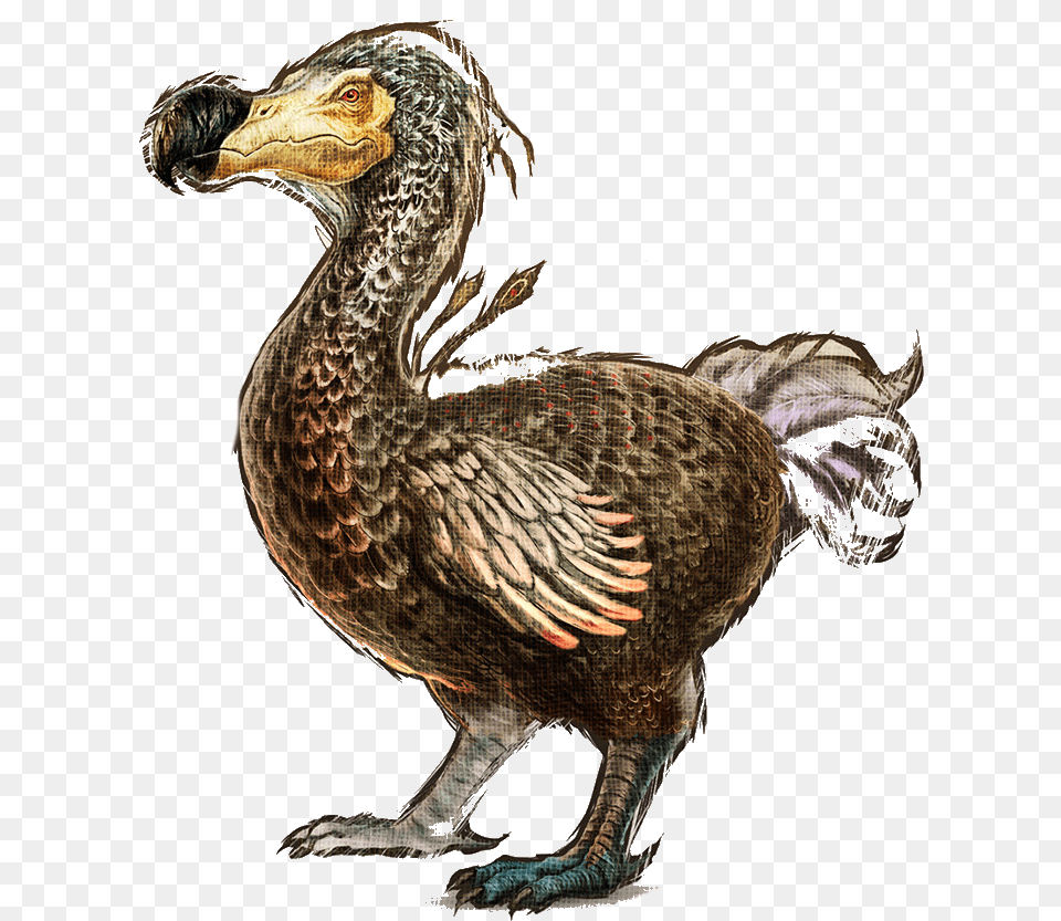 Ark Dodo, Animal, Bird Png Image