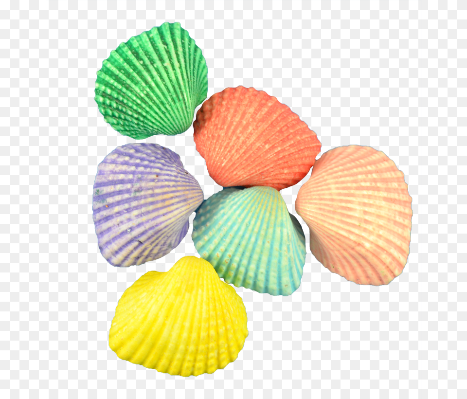 Ark Dyed Shells Paroquia Cristo Rei Ipatinga, Animal, Clam, Food, Invertebrate Free Png