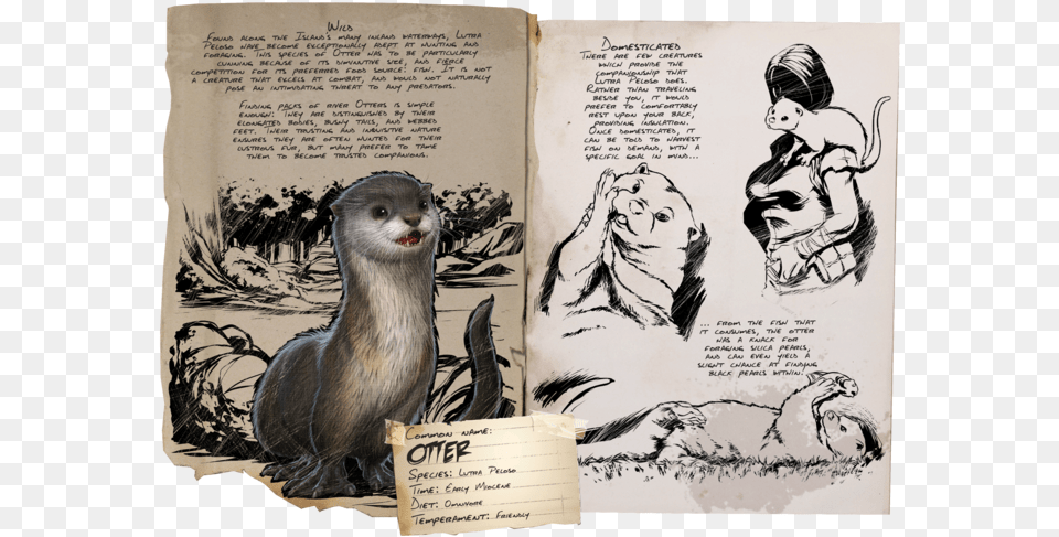 Ark Survival Otter, Adult, Wildlife, Person, Monkey Free Png Download