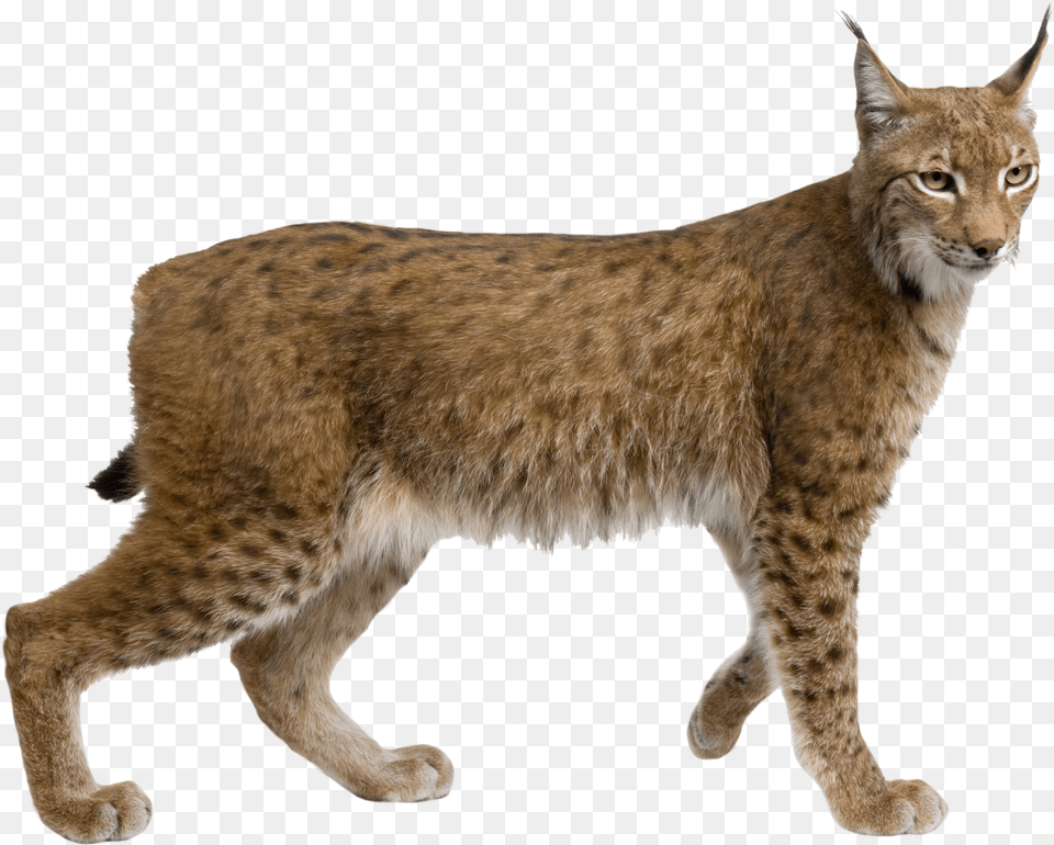 Ark Wildlife Park U0026 Rescue Zoo Lincolnshire Lynx, Animal, Mammal, Cat, Pet Free Png