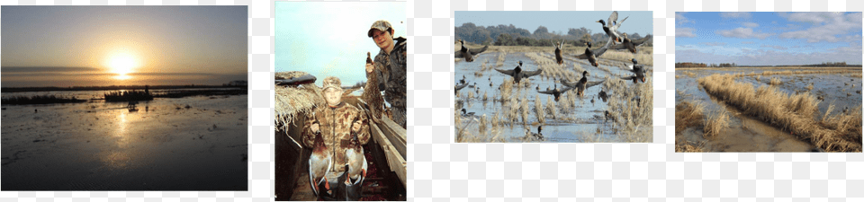 Arkansas Duck Hunting Arkansas Guided Duck Hunts Mallard, Wood, Art, Sky, Collage Free Png