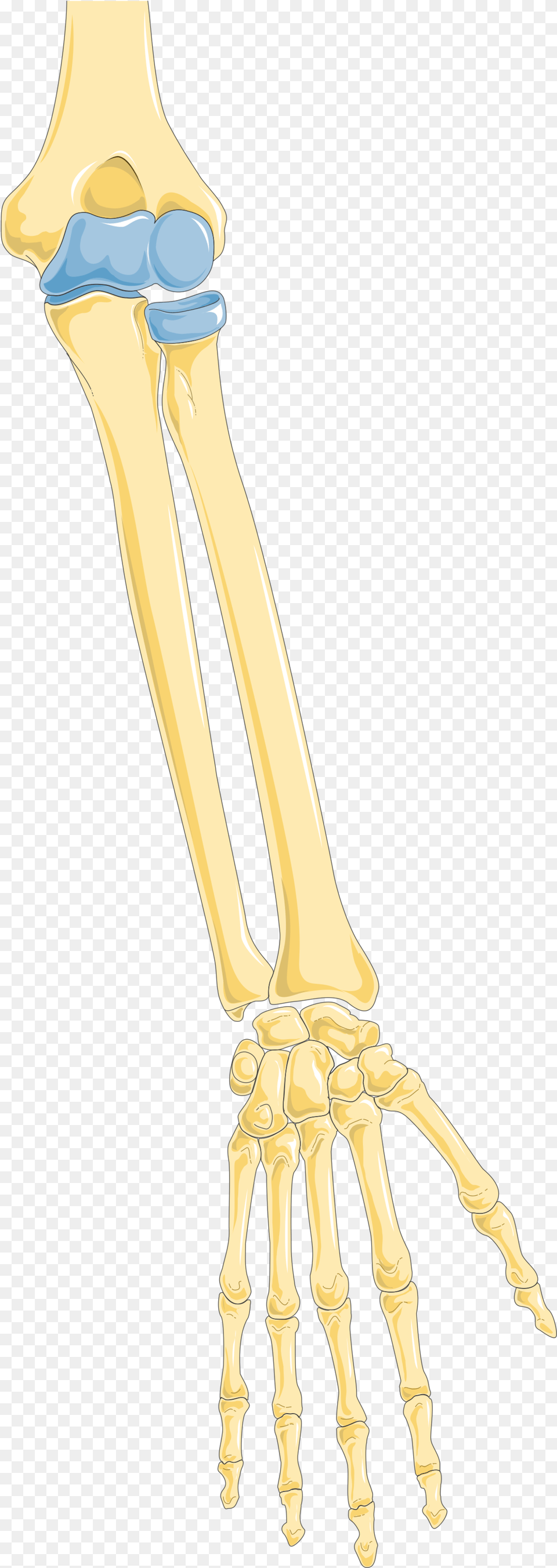 Arm 1 Bone, Skeleton, Animal, Giraffe, Mammal Free Transparent Png