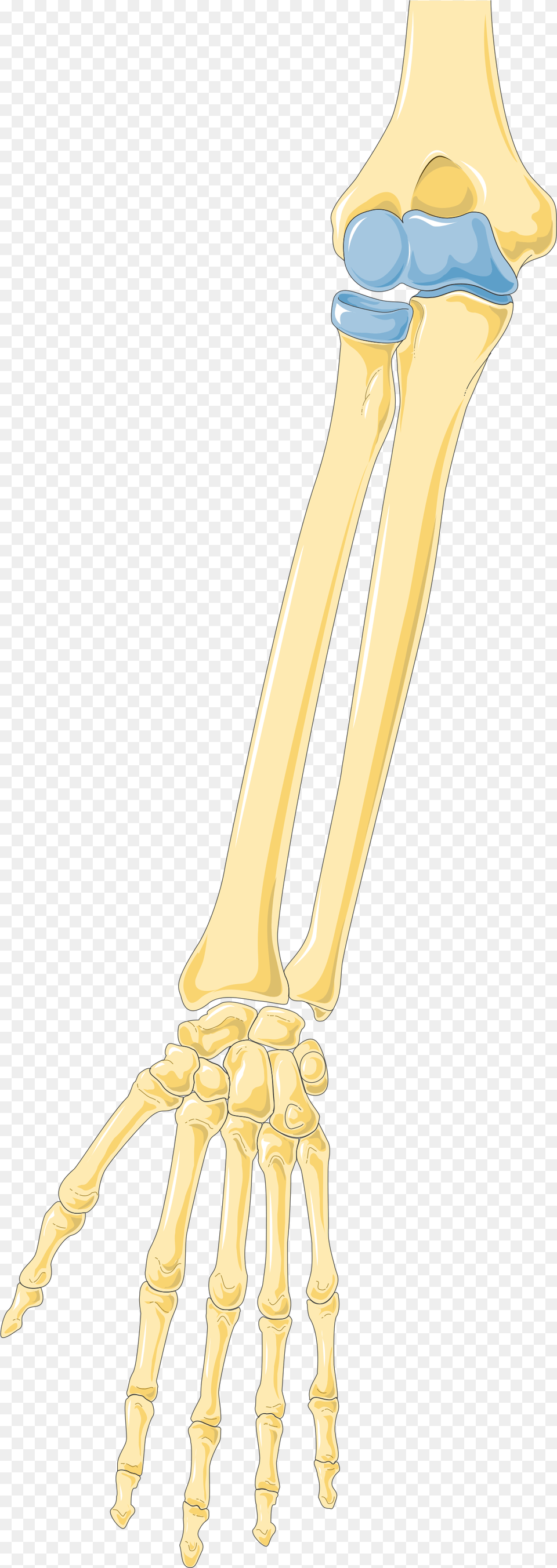 Arm 2 Smart Servier Skeleton Free Png