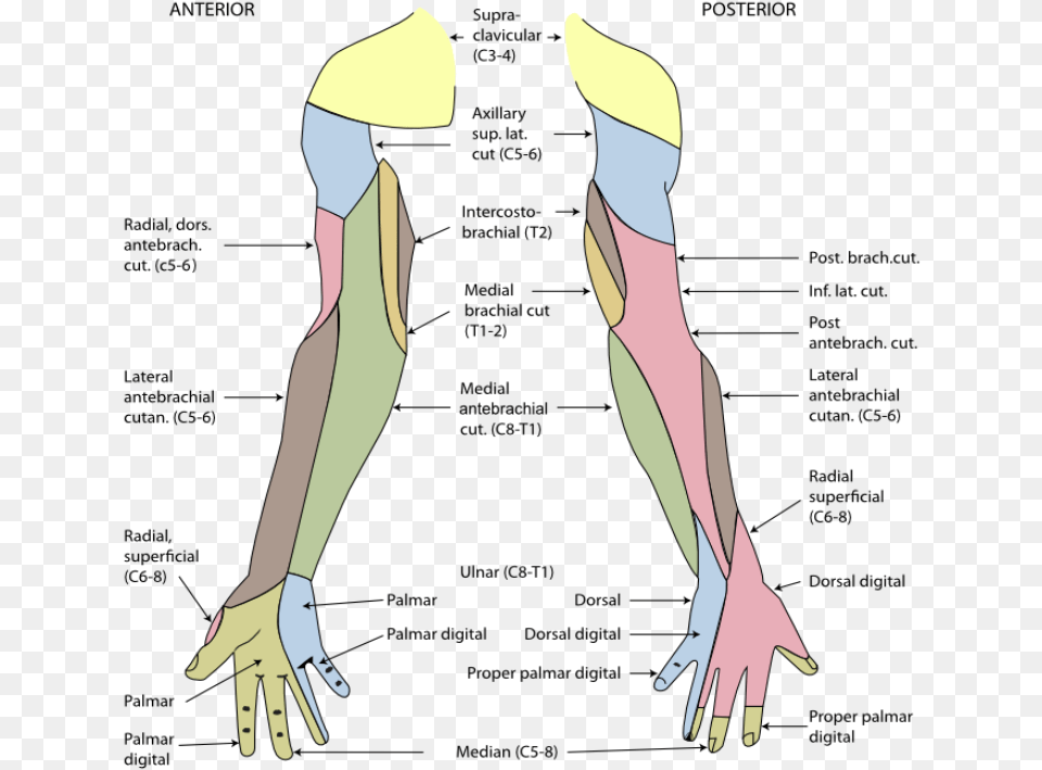 Arm Dermatome Map, Adult, Female, Person, Woman Png Image