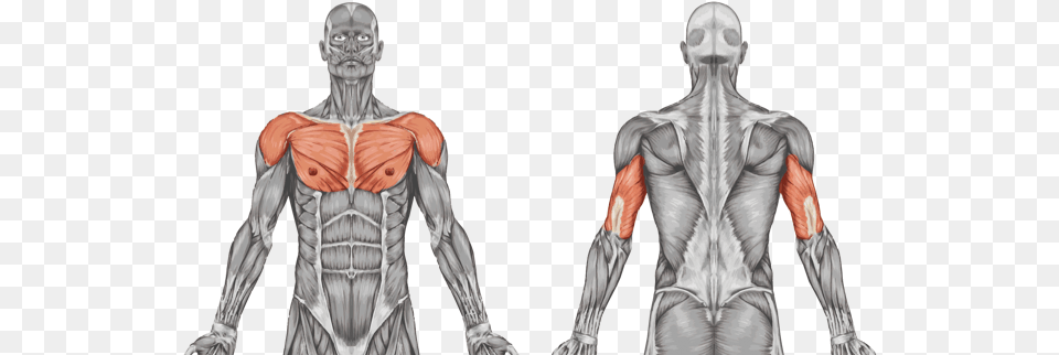 Arm Ergometer Muscular System Unlabeled Diagram, Adult, Male, Man, Person Png Image