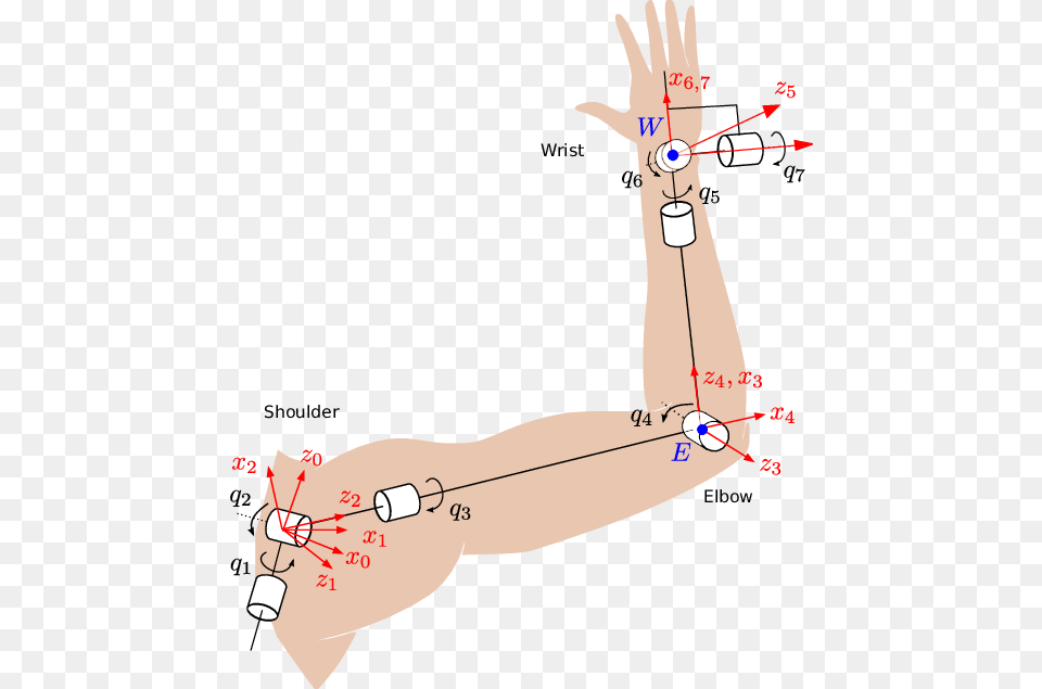 Arm Kinematics, Wrist, Body Part, Plot, Chart Free Transparent Png