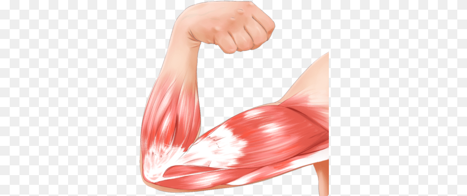 Arm Muscle Pink Arm Muscle Simple, Body Part, Finger, Hand, Person Free Png Download