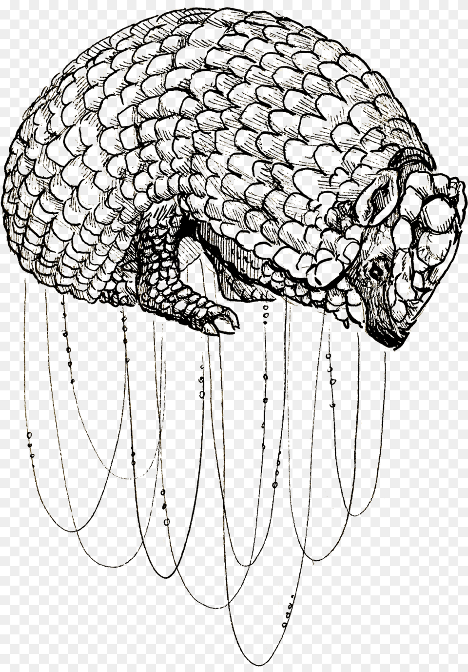 Armadillo, Chandelier, Lamp, Animal, Sea Life Free Png Download