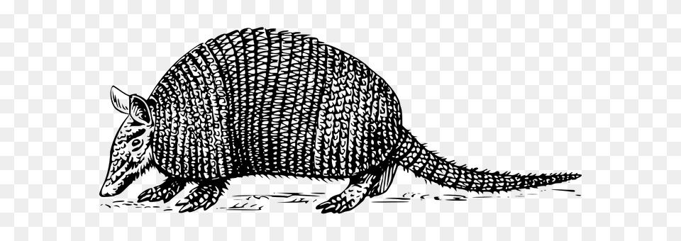 Armadillo Gray Free Transparent Png