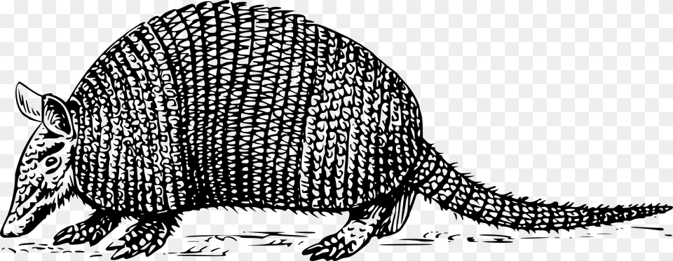 Armadillo, Gray Png