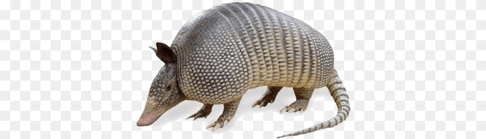 Armadillo Armadillo Desarmadillo, Animal, Mammal, Wildlife, Lizard Free Transparent Png