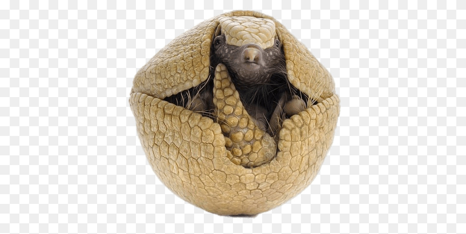 Armadillo Visible Head, Animal, Mammal, Wildlife, Bear Free Png Download