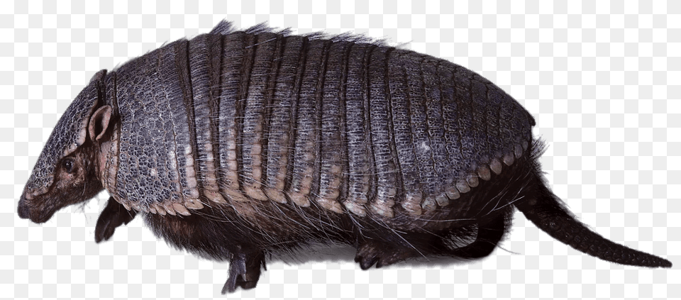 Armadillo Walking, Animal, Mammal, Wildlife, Insect Png