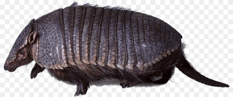 Armadillo Walking Hofmannophila Pseudospretella, Animal, Mammal, Wildlife, Insect Free Png Download