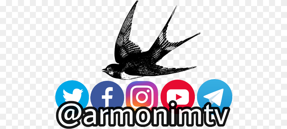 Armonimtv Photography Instagram Youtube Facebook Bird, Logo, People, Person Free Png Download