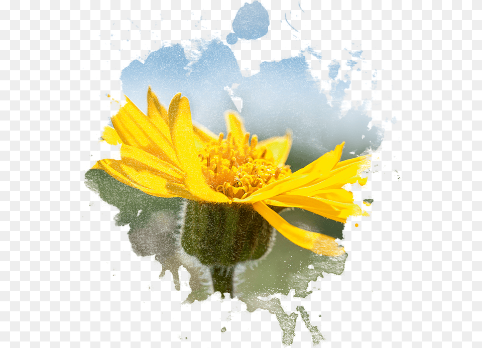 Arnica Flower In Watercolor Imagenes De Arnica, Daisy, Plant, Pollen, Petal Png Image