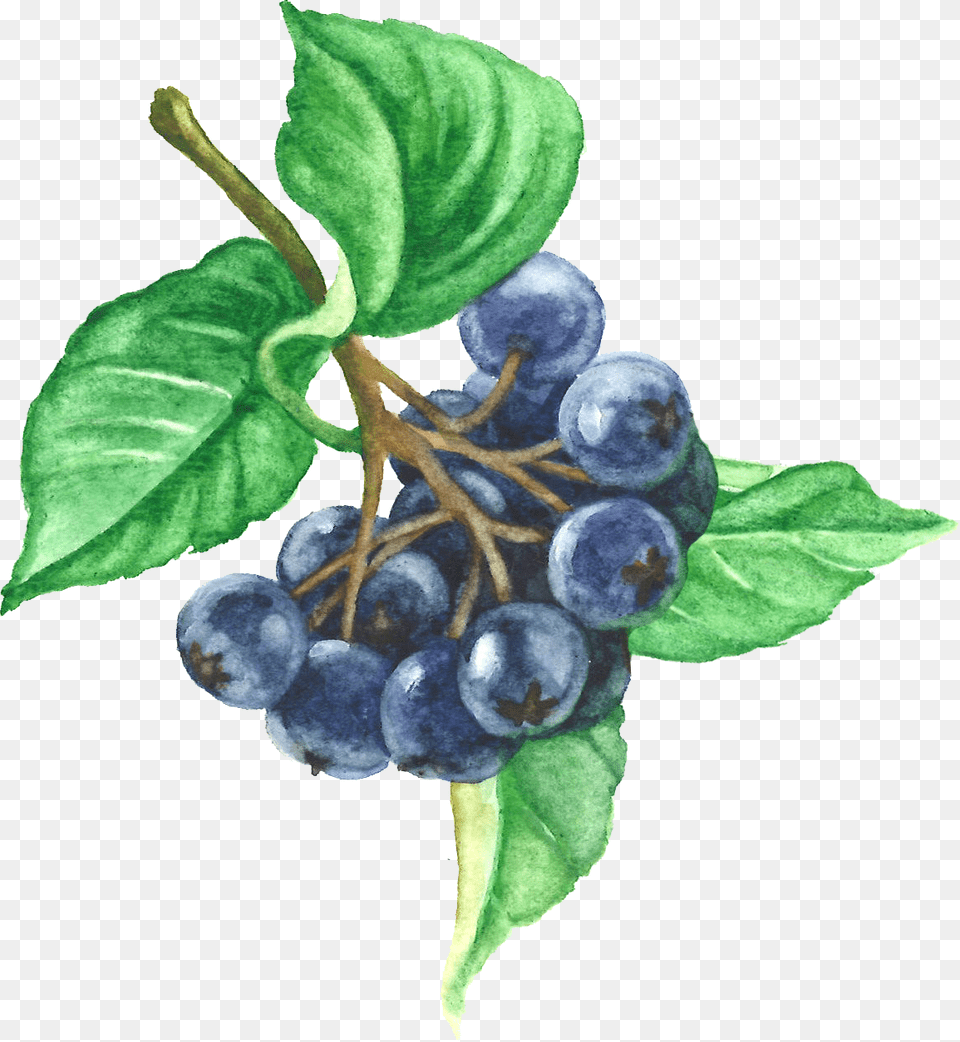Aronia Berries, Berry, Blueberry, Food, Fruit Free Png