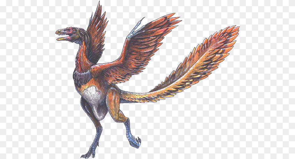 Arqueopterix Dinosaur With Wings And Feathers, Animal, Bird, Dragon Png