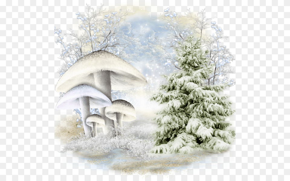 Arrire Plan Pour Cra D Hiver Tree With Snow Transparent Background, Fungus, Plant, Fir, Art Png Image