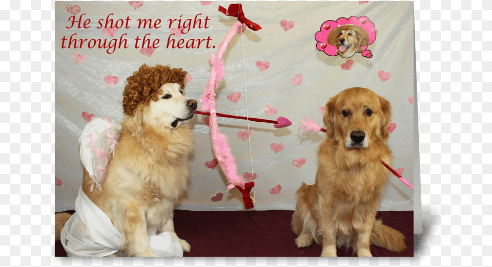 Arrow Greeting Card Greeting Card, Animal, Pet, Mammal, Golden Retriever Free Png Download