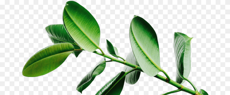 Arrowroot Family, Leaf, Plant, Tree, Annonaceae Png Image