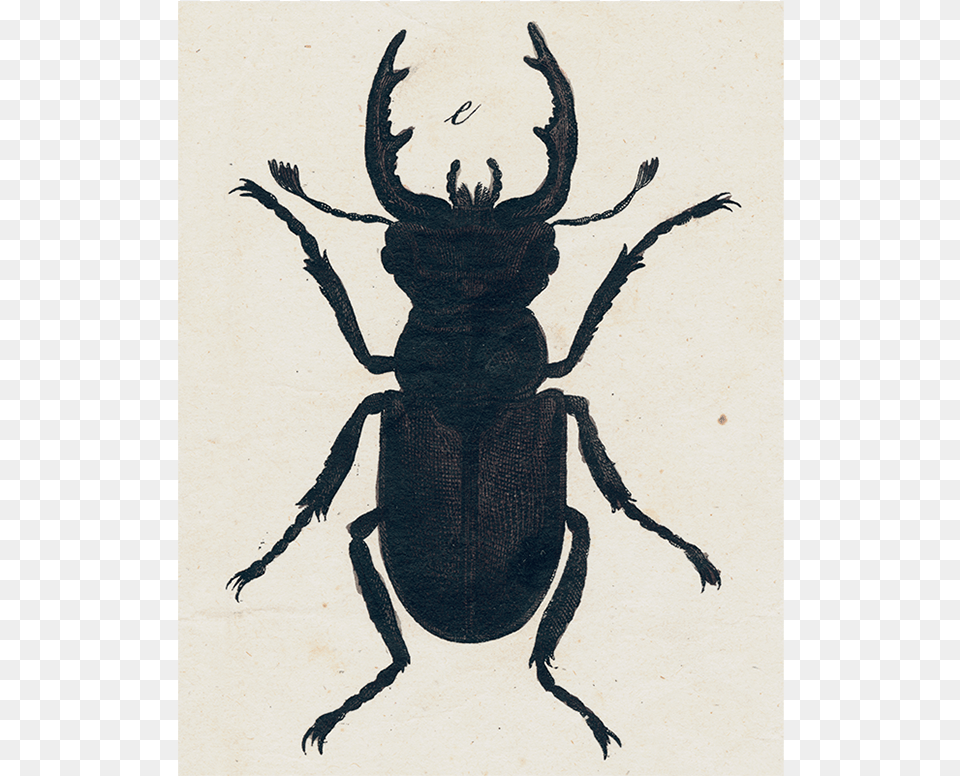 Art, Animal, Insect, Invertebrate, Dung Beetle Free Transparent Png
