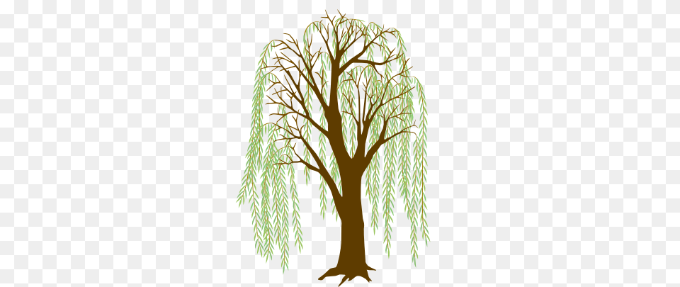 Art, Plant, Tree, Willow, Vegetation Png