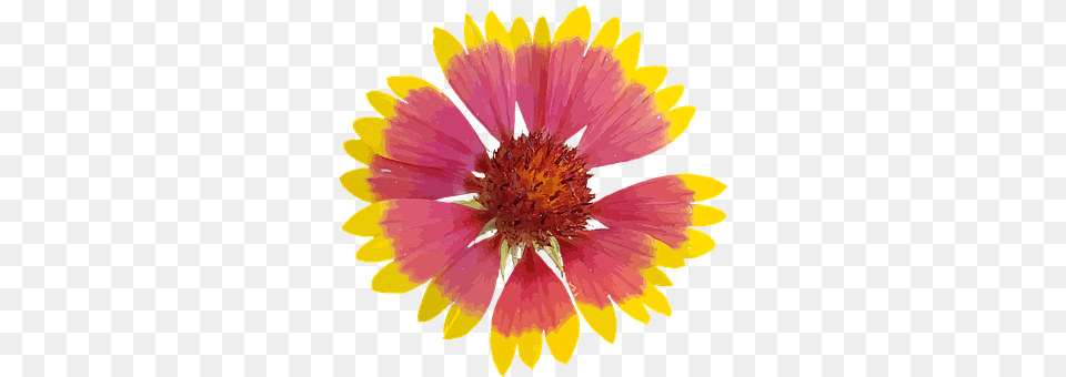 Art Anther, Daisy, Flower, Petal Png Image