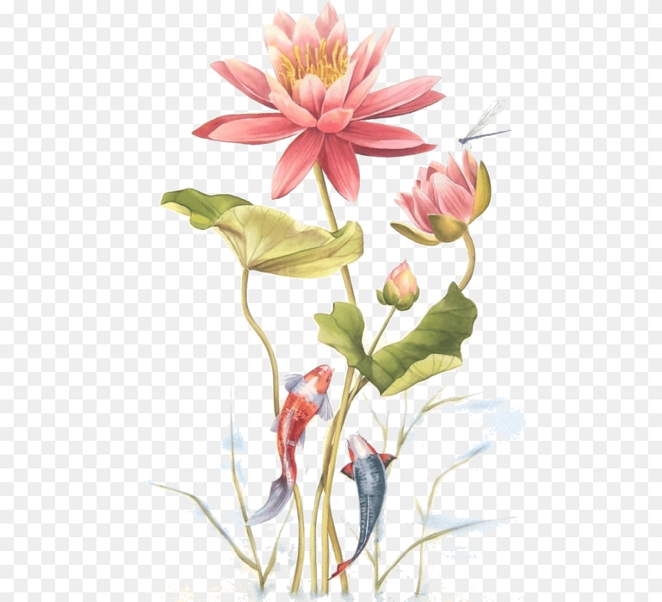 Art, Flower, Plant, Petal, Lily Png Image