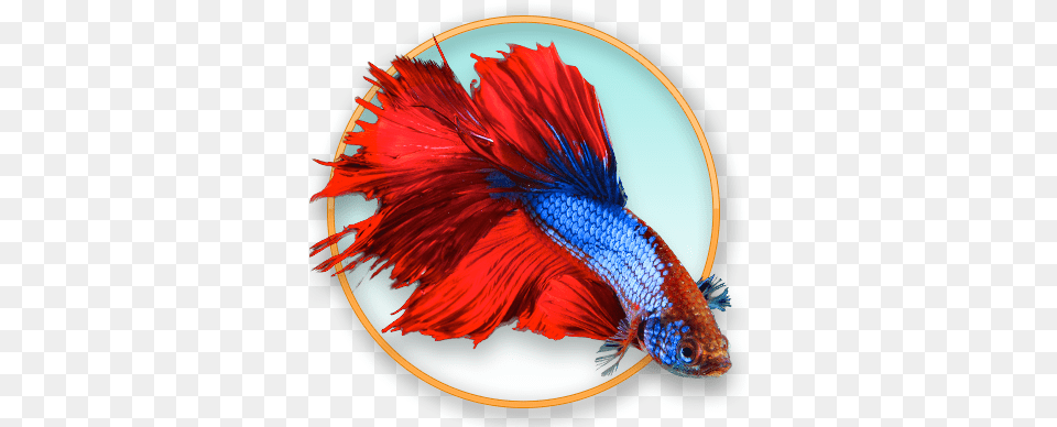 Art, Animal, Fish, Sea Life Png