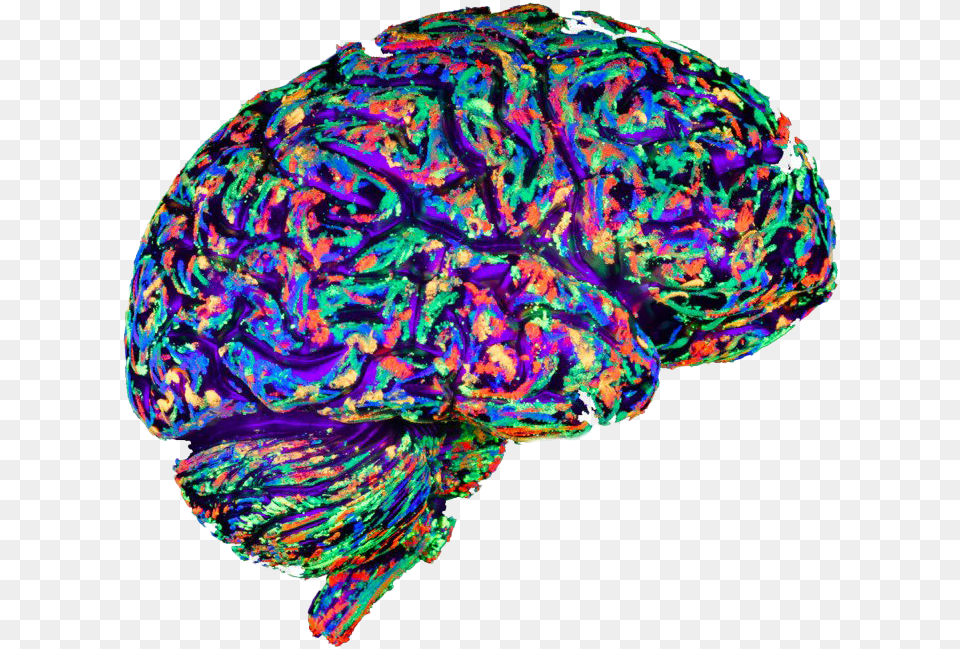 Art Brain Transparent Background Euphoria In The Brain, Accessories, Sea Life, Sea, Reef Png Image