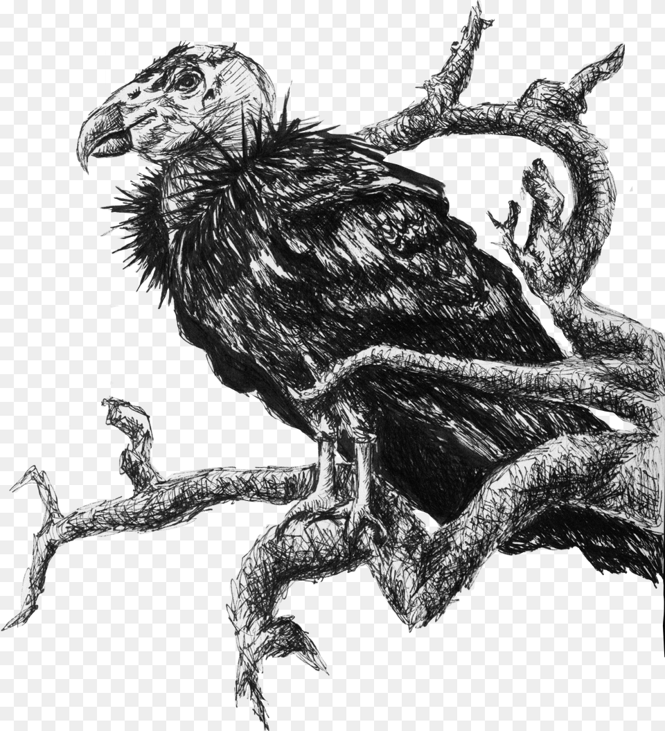 Art By Katelyn Lipton, Animal, Bird, Vulture, Dinosaur Png