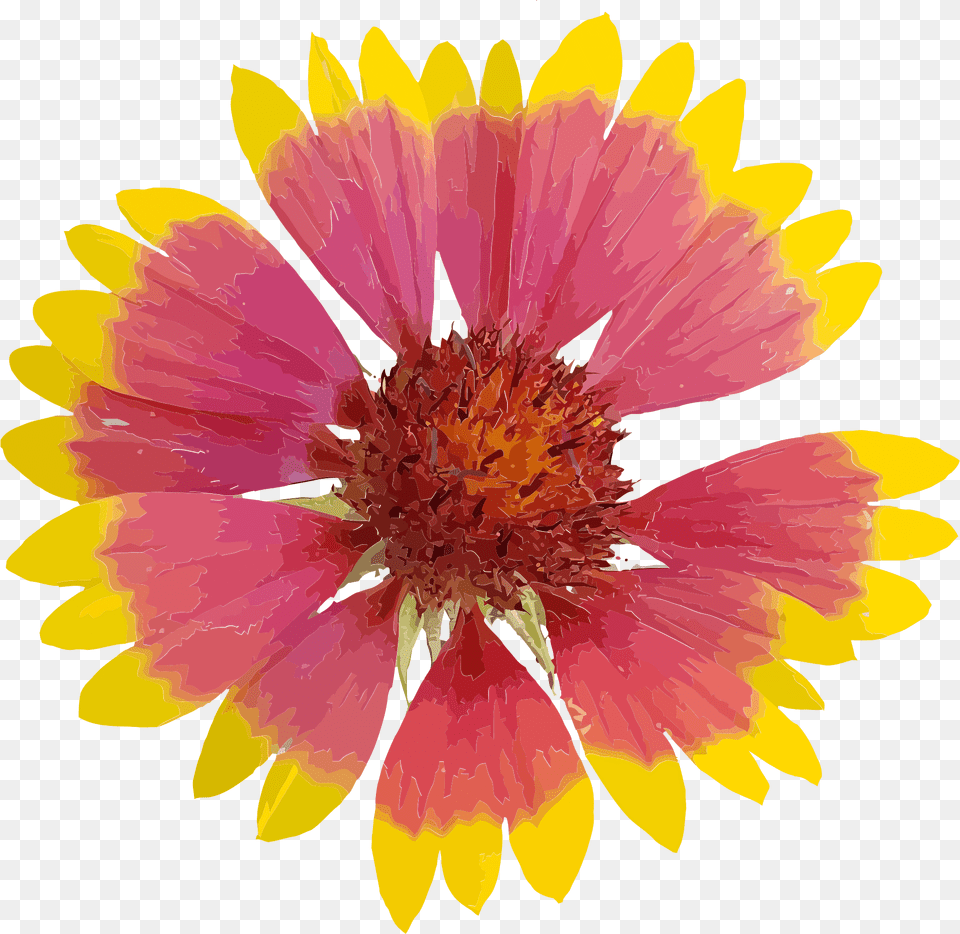 Art Clipart, Anther, Daisy, Flower, Petal Png Image