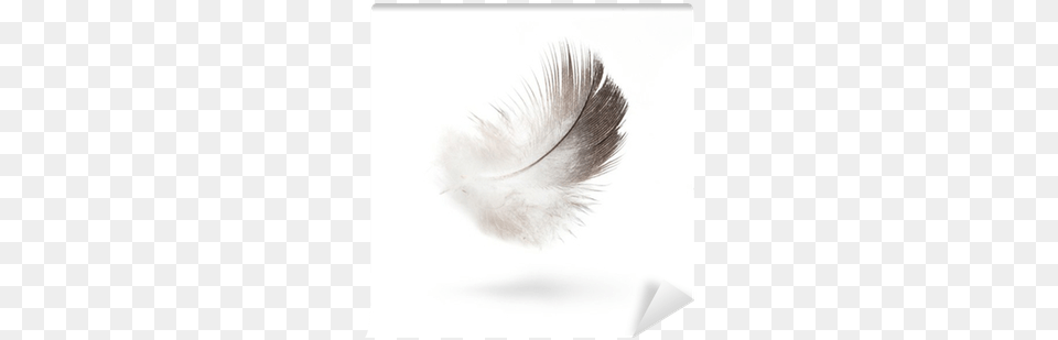Art Dove White Feathers Isolated On White Background Eyelash Extensions, Accessories, Bottle Free Transparent Png