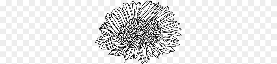 Art Drawing Flower Grunge Hipster Indie Sketch Black And White Flowers, Dahlia, Plant, Daisy Free Png