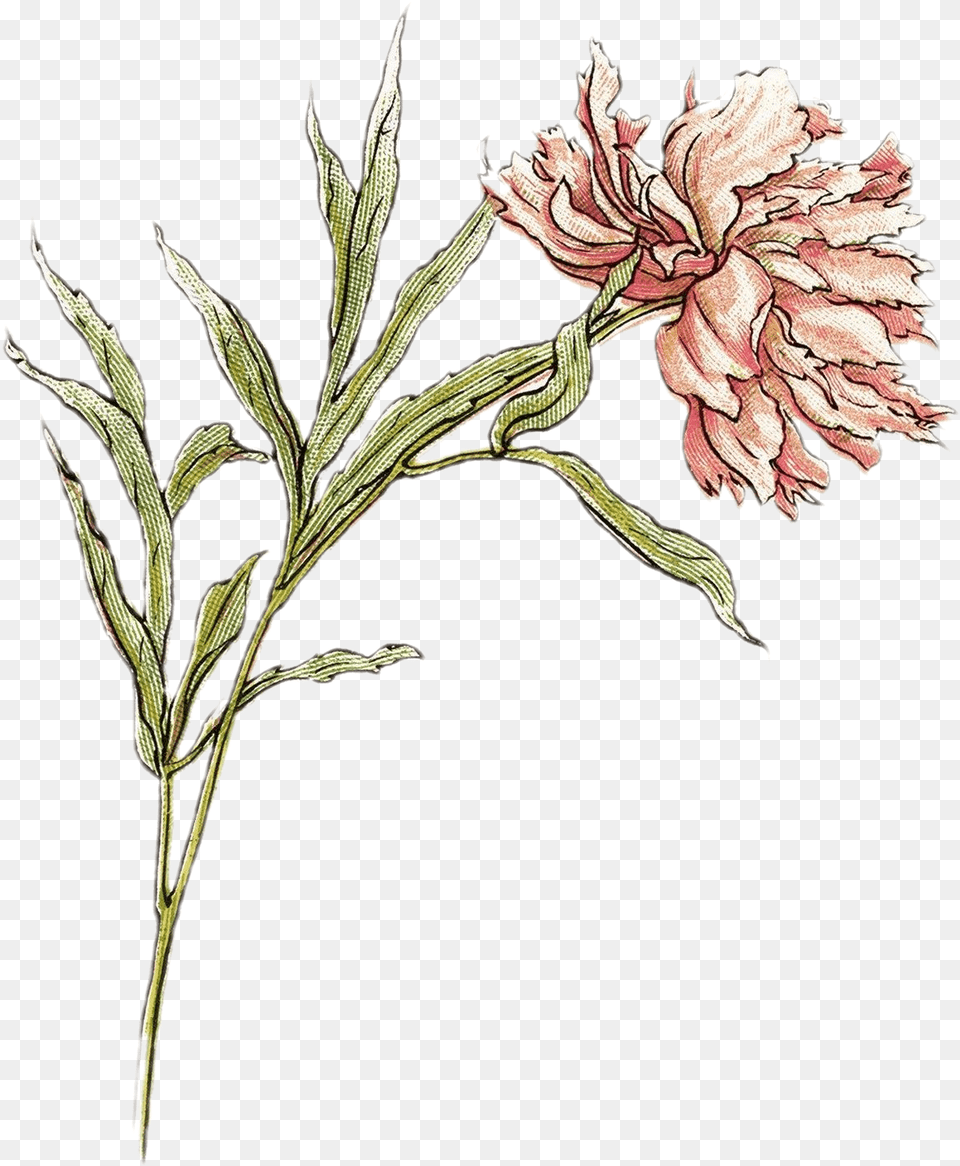 Art Flower With White Background, Carnation, Plant, Dahlia, Rose Png Image