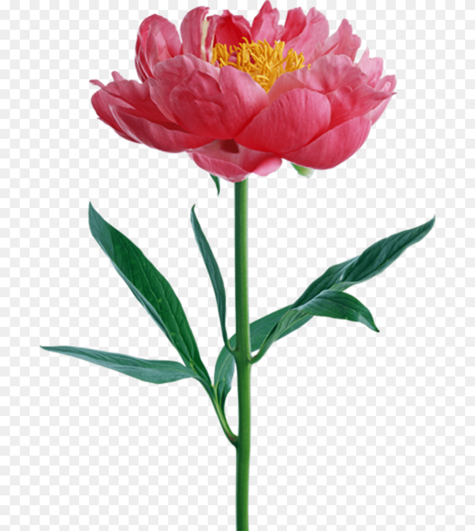 Art Flowers Peony Flower, Plant, Rose, Carnation, Petal Free Png
