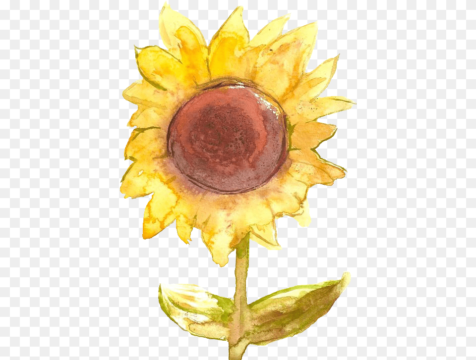 Art Flowers Yellow Transparent Sunflower Trans Parent U2022 Portable Network Graphics, Flower, Leaf, Petal, Plant Free Png
