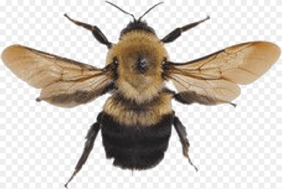 Art Hoe Aesthetic, Animal, Apidae, Bee, Bumblebee Free Png Download