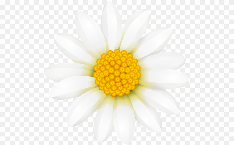 Art Images Clip Art Daisy Art Pictures Bellis Perennis Common Daisy, Flower, Petal, Plant, Anther Free Png