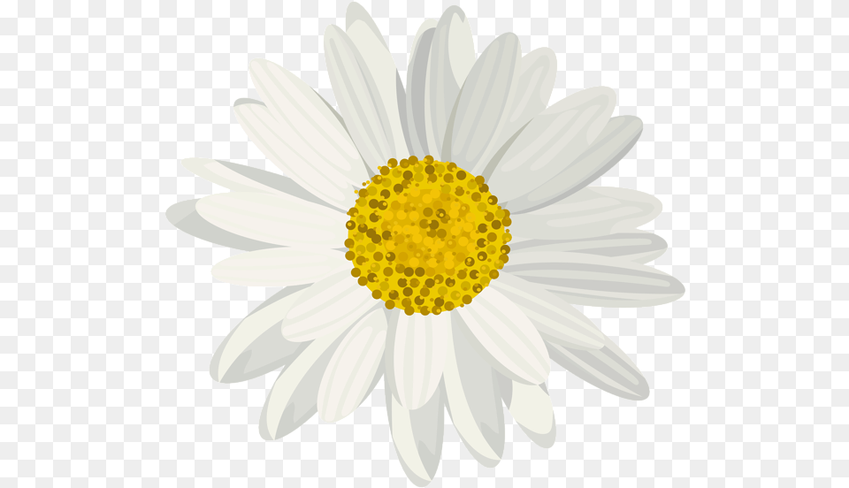 Art Images Daisy Clip Art Art Pictures Daisies Daisy Flower White Background, Plant, Petal, Chandelier, Lamp Free Png