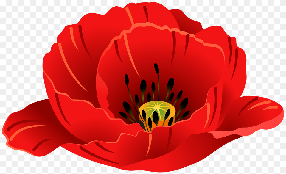 Art Images Poppies Clip Single Poppy Flower Cartoon Transparent Background, Plant, Petal, Anther, Food Free Png Download